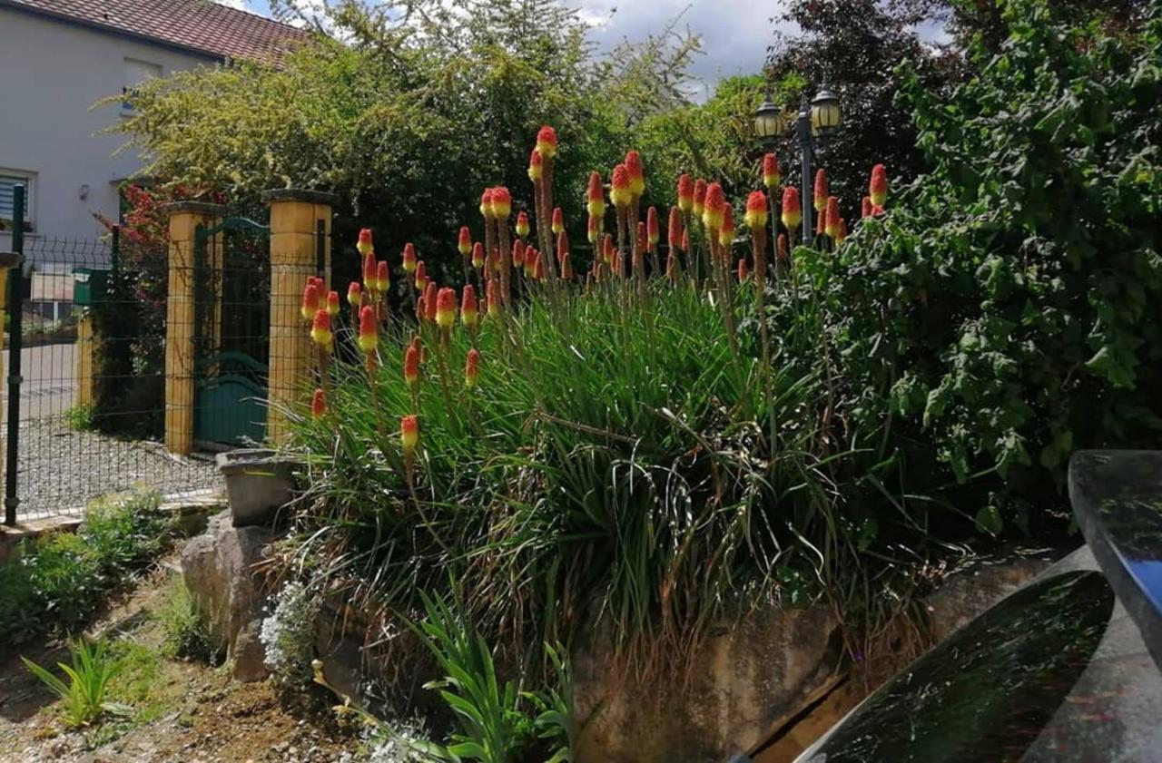 Chez Olivier Et Josette Sur Mulhouse Sud Apartment Illfurth Exterior photo